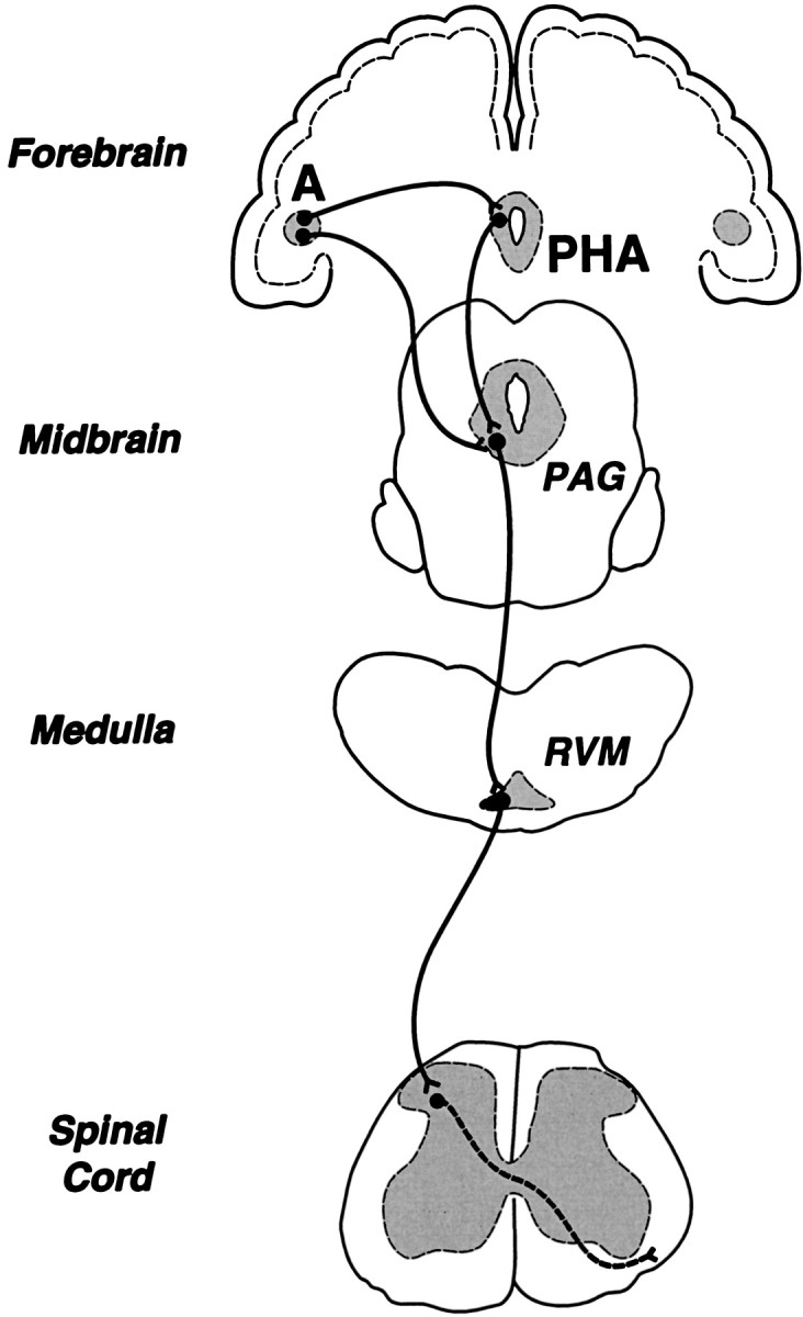 Fig. 16.