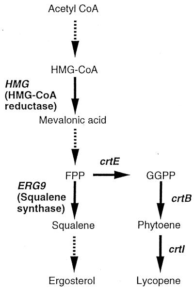 FIG. 1