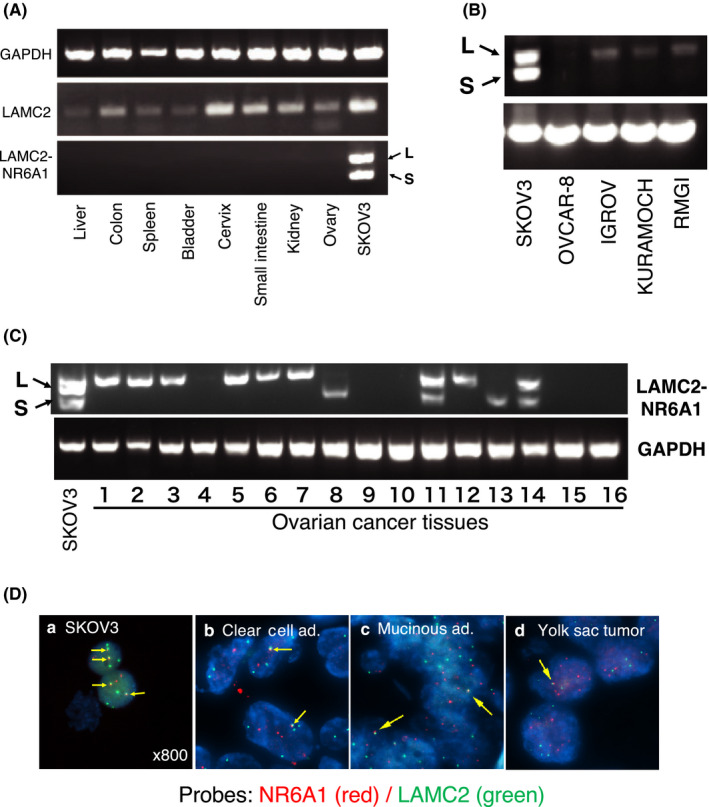 FIGURE 2