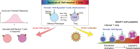 Graphical Abstract