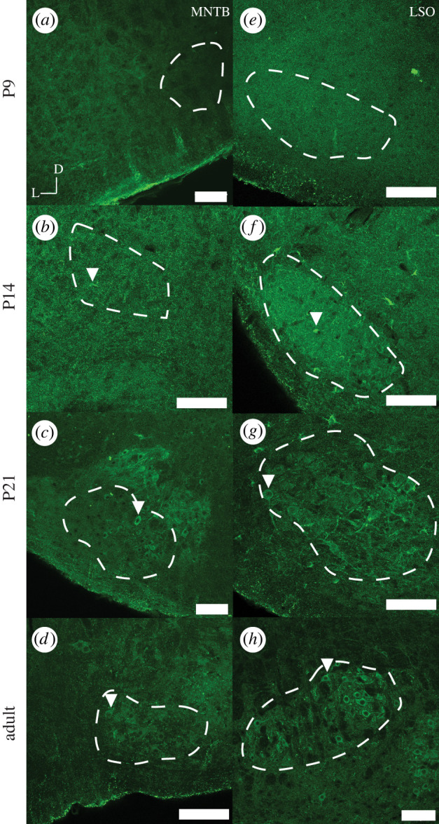 Figure 3. 