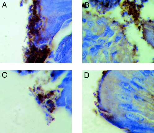 FIG. 6.