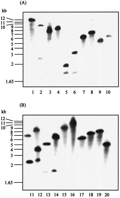 FIG. 1.