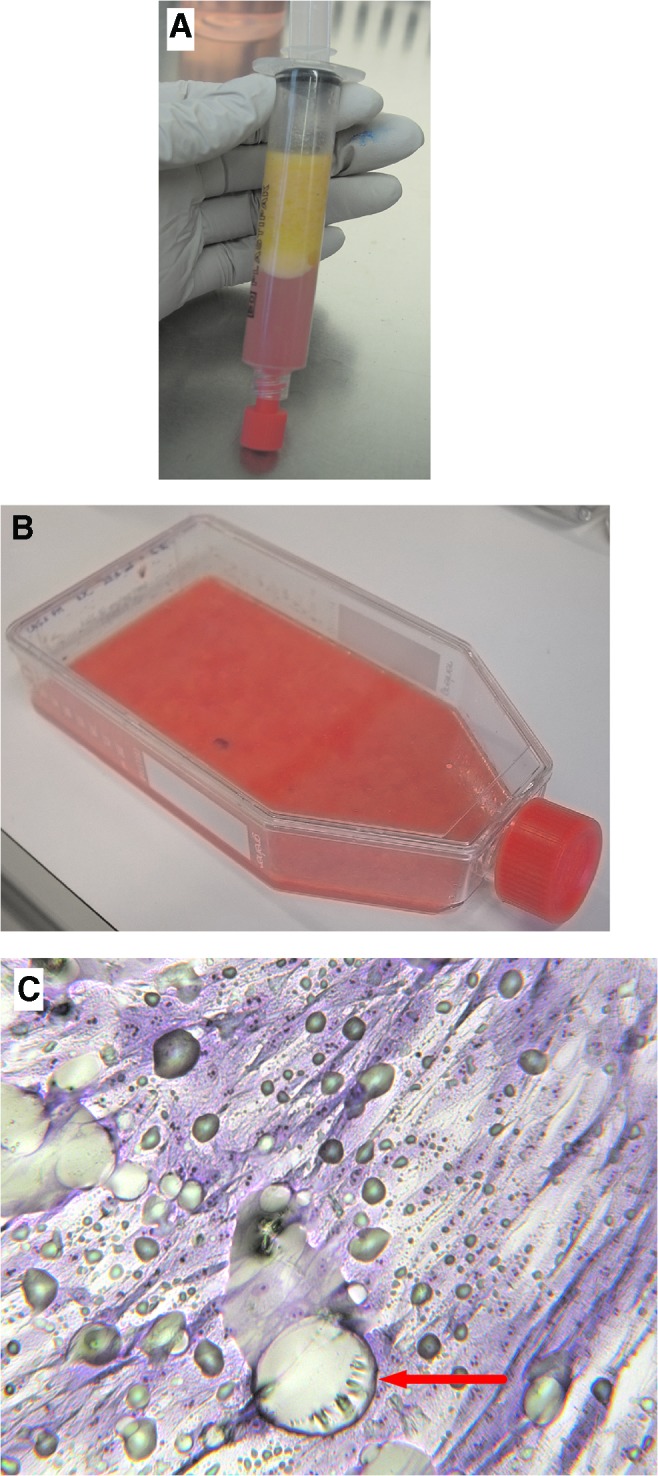 FIG. 1.