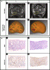 Fig. 2 –