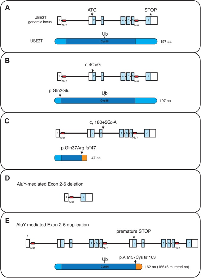 Figure 3.