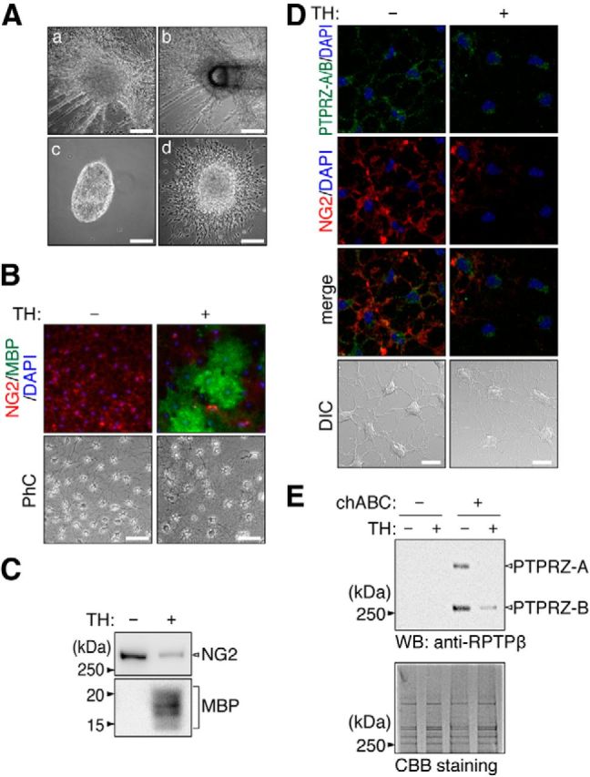 Figure 12.