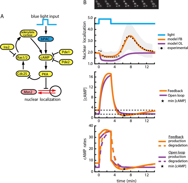 FIGURE 2: