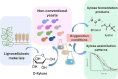 Graphical Abstract
