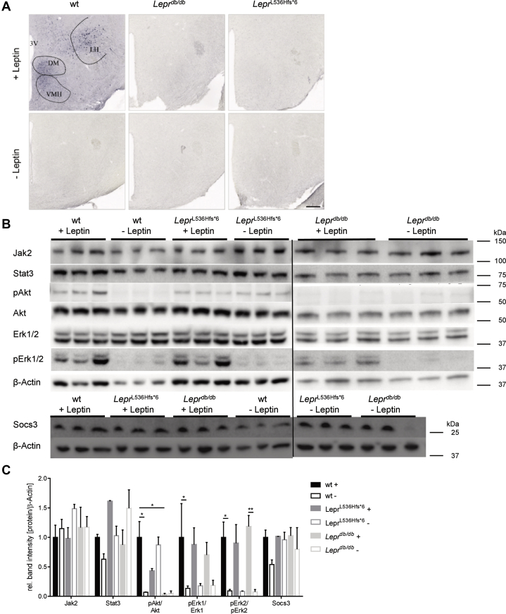 Fig. 6