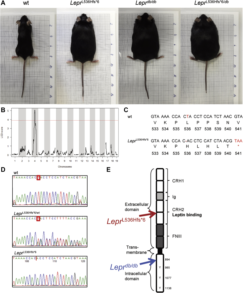 Fig. 1