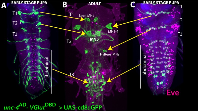 Figure 4—figure supplement 1.