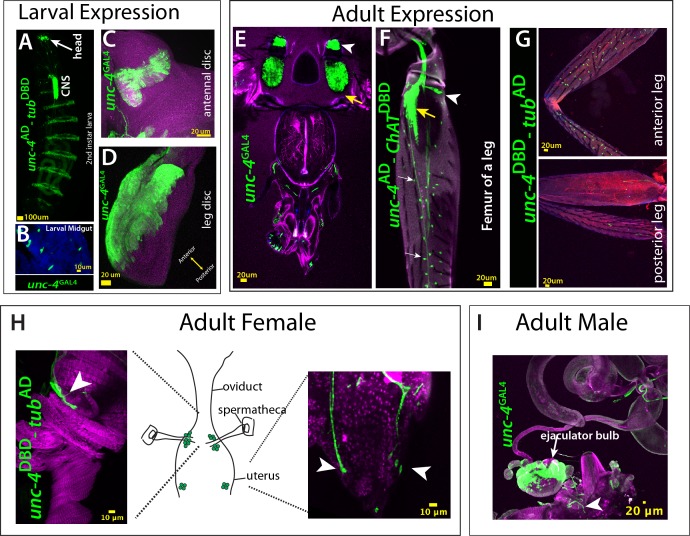 Figure 1—figure supplement 1.