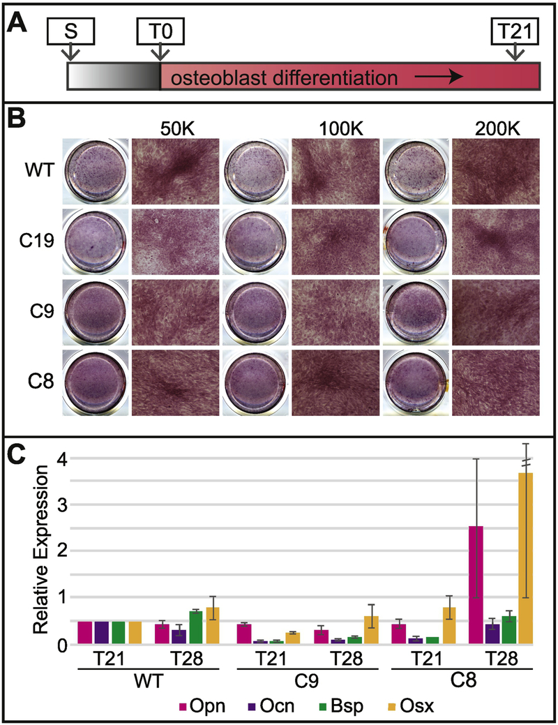 Figure 6: