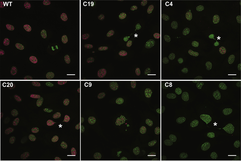 Figure 2: