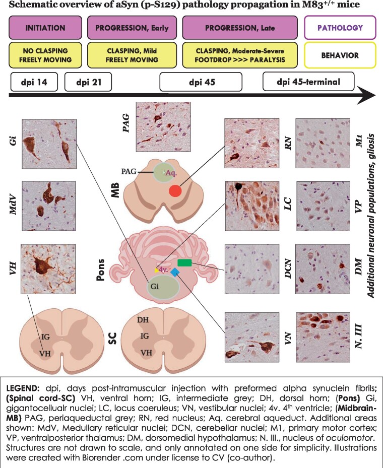 Graphical Abstract