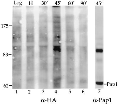 FIG. 7