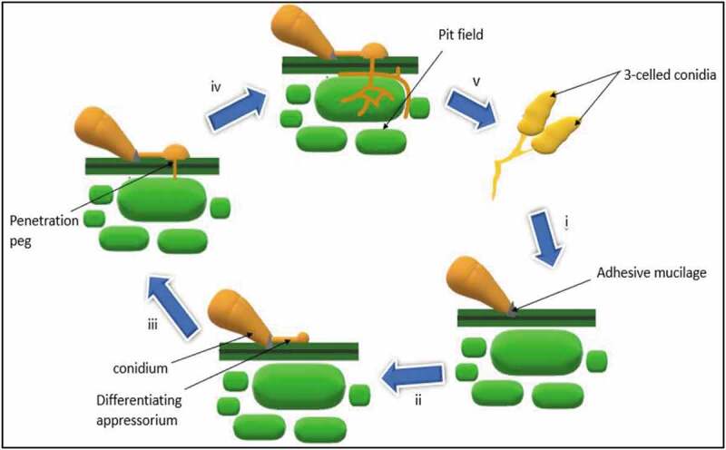 Figure 4.