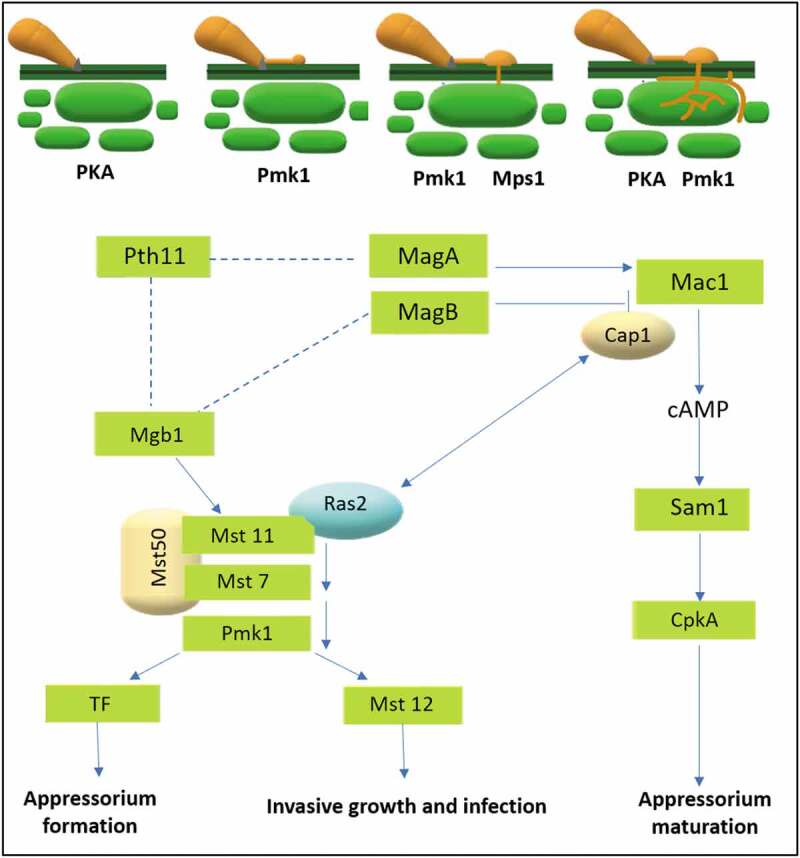 Figure 5.