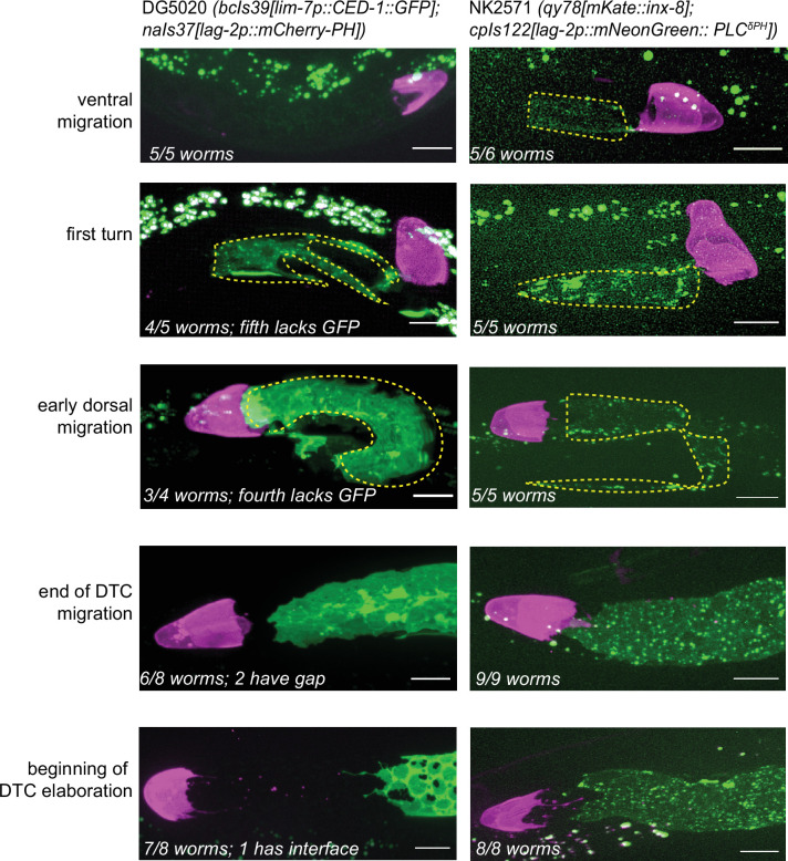 Figure 2—figure supplement 2.