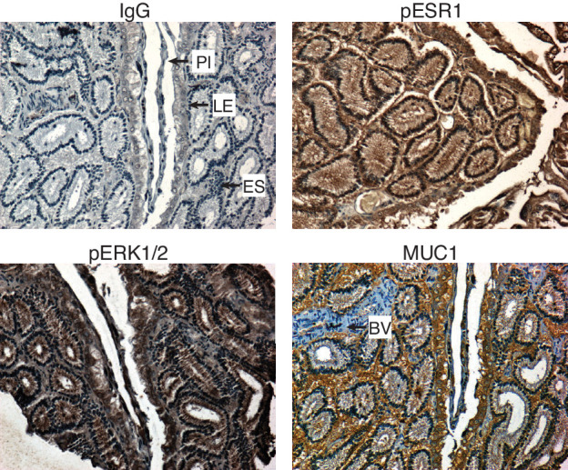 Figure 1—figure supplement 2.