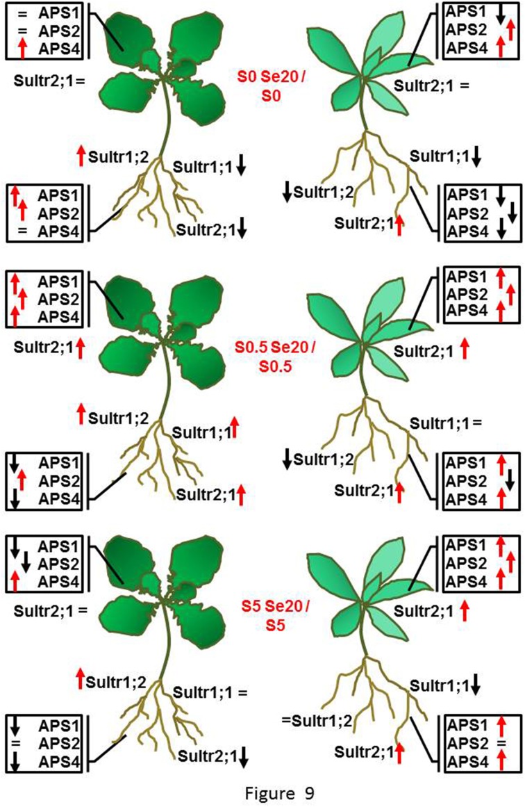 Figure 9