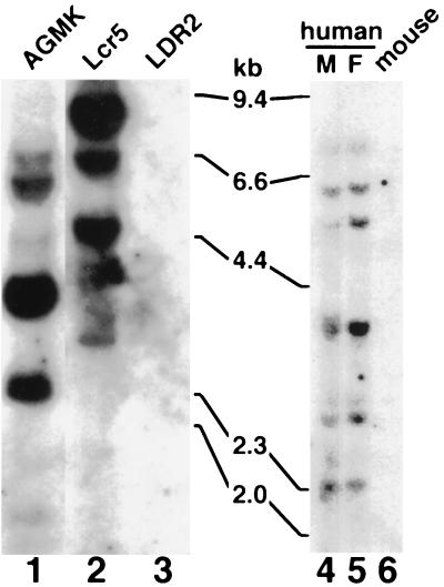 FIG. 1