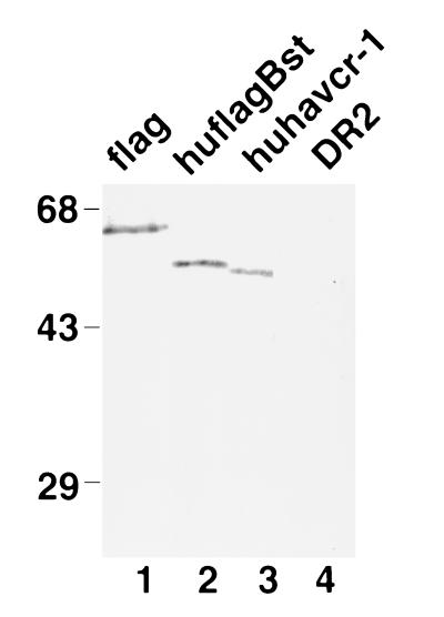 FIG. 5