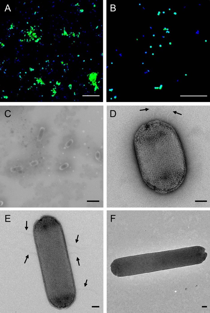 FIG 2