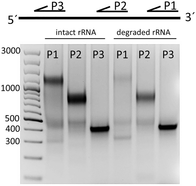 Fig 7