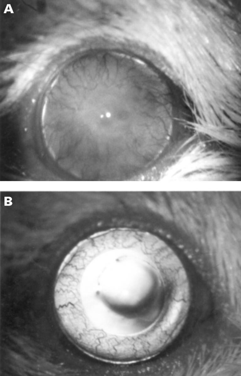 Figure 2  