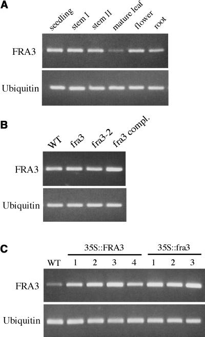 Figure 7.