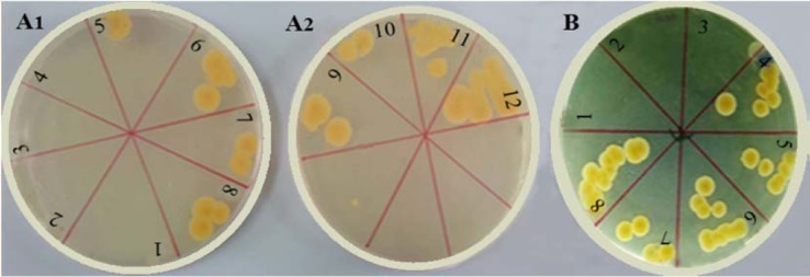 Fig. 6