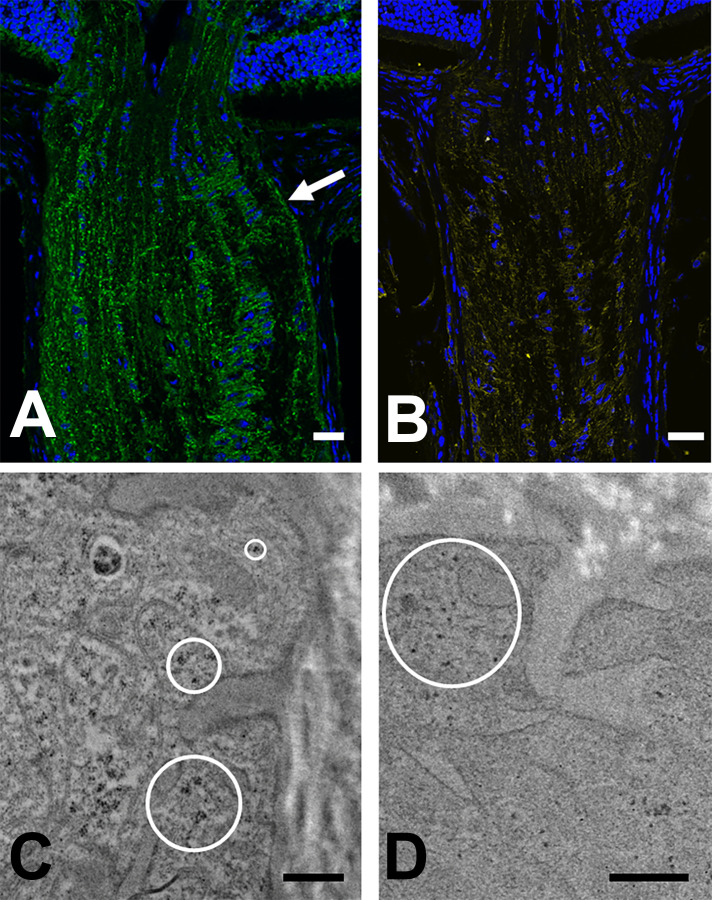 Fig 10