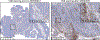 Fig 4(A):