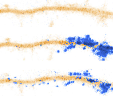 Photoactivation of synapses on one side of a dendritic segment (orange) is followed by migration and incorporation of photoactivated PA-GFP-tagged ProSAP2 (blue) into neighboring synapses