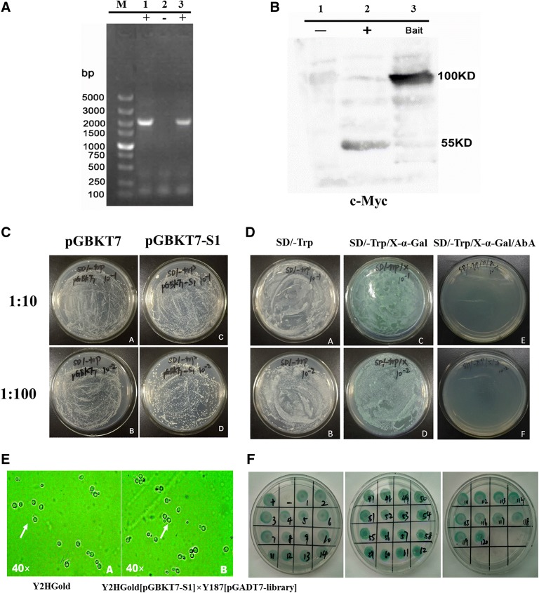 Figure 1