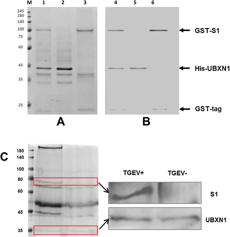 Figure 2