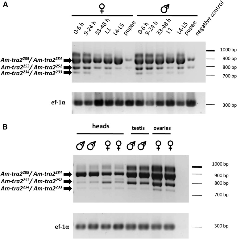 Figure 3 