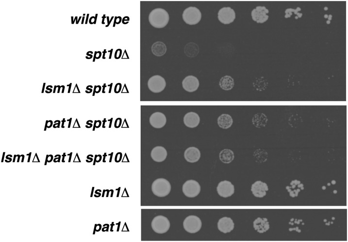 Figure 5 