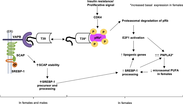 graphic file with name nihms-1744654-f0008.jpg