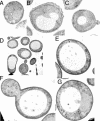 Figure 9.