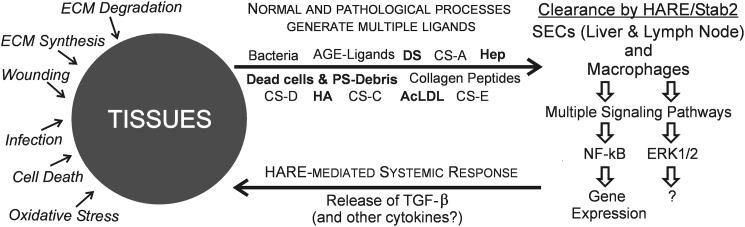 FIGURE 11.