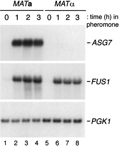 FIG. 5