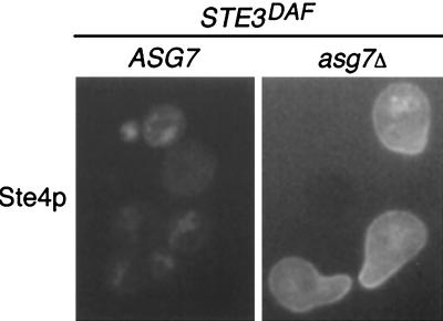 FIG. 7