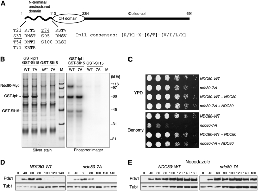 Figure 1.—