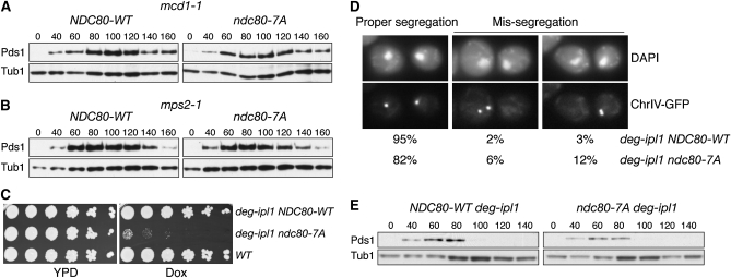 Figure 3.—