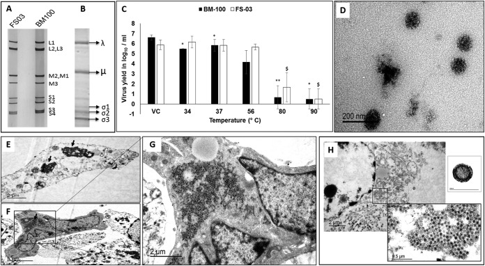 FIG 2 