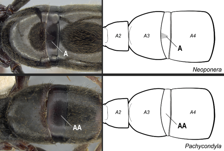 Figure 32.