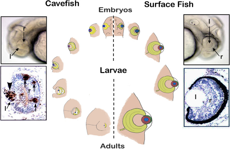 Fig. 3